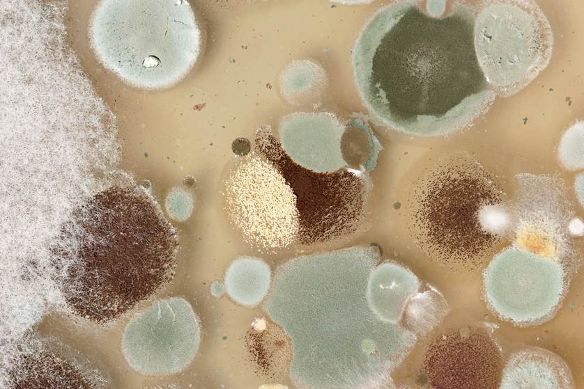 mold