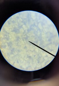 cork cells 400x